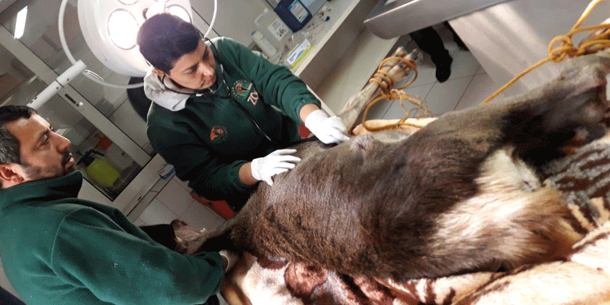 Köpeklerden kaçıp denize atlayan geyiği itfaiye kurtardı