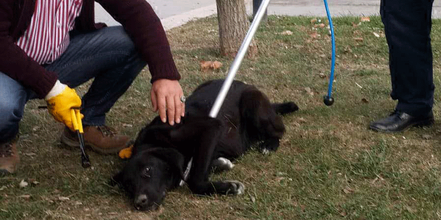 Olta yutan köpeği belediye personeli kurtardı