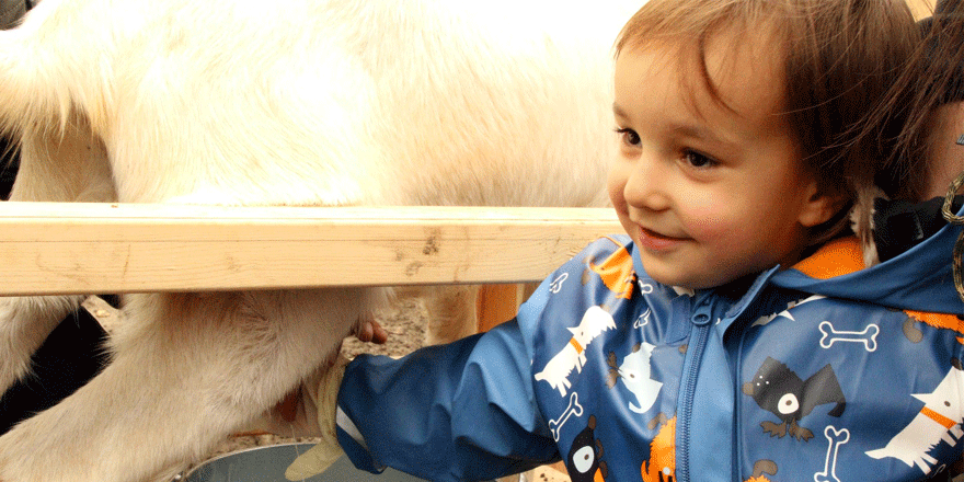 Minik izciler Keçi sütü sağdı