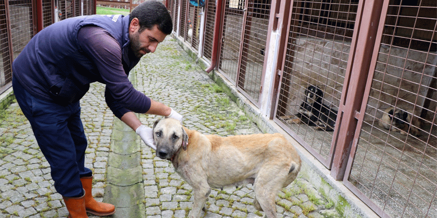 Yaralı Garip tedavi edildi