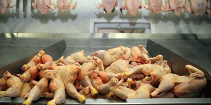 Kocaeli'de onlarca beyaz et üreticisi firma kapandı!