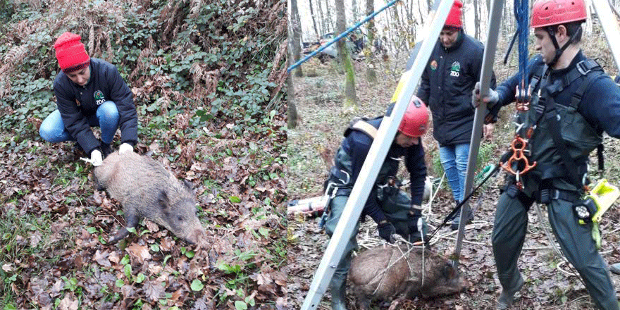 Ormanda kuyuya düşen domuz kurtarıldı