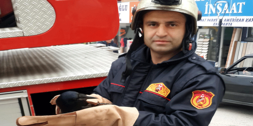 Yaralı kargayı sahiplendiler