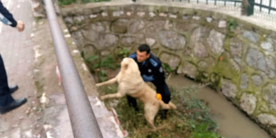 Kanala düşen köpeği zabıta kurtardı   