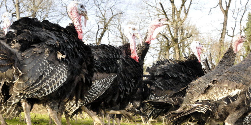 ​​​​​​​Yılbaşı öncesi Kandıra hindisine yoğun talep