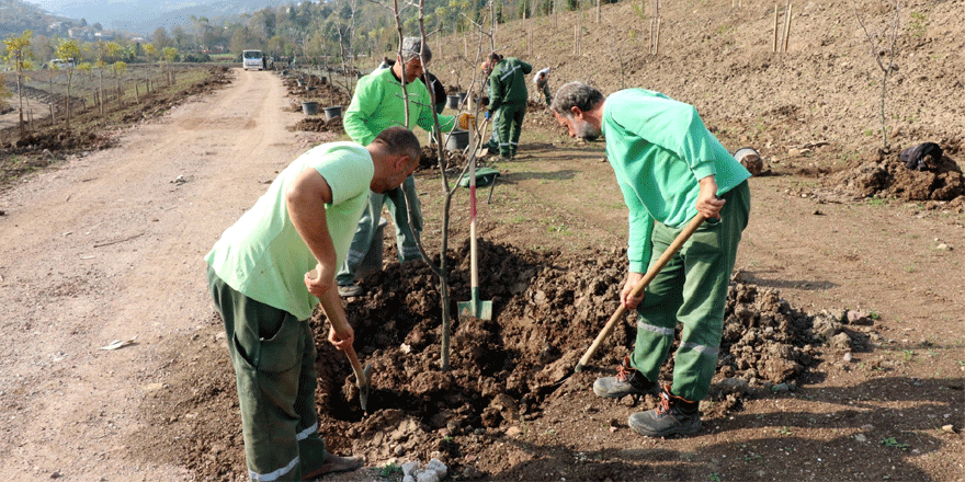 Kampüse 10 bin ağaç