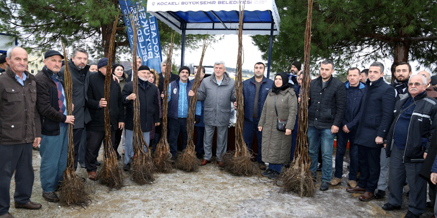 100 çiftçiye 6 bin ceviz fidanı