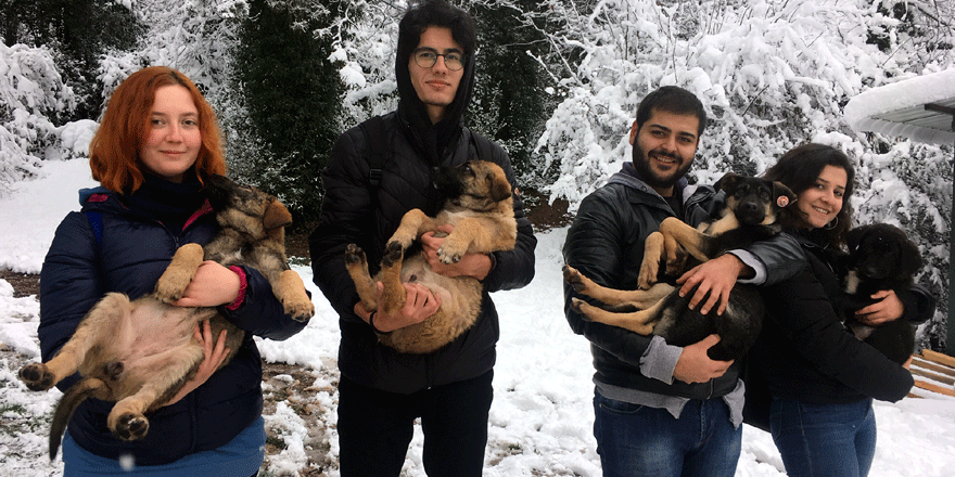 Üniversiteliler sokaktaki canları hayatta tutuyor