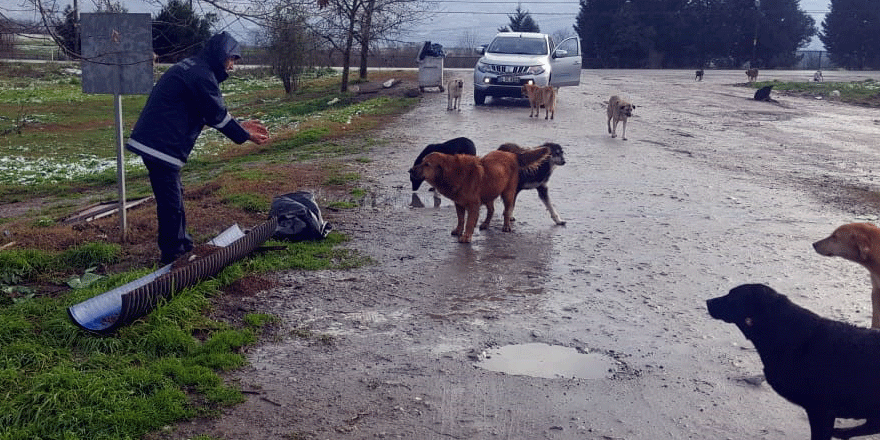 Sokak hayvanlarına soğuk havada kuru mama
