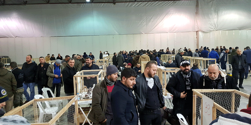 '6'ncı Marmara Güvercin Festivali'