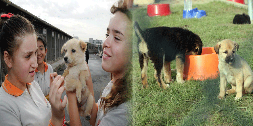  870 hayvan sahiplendirildi