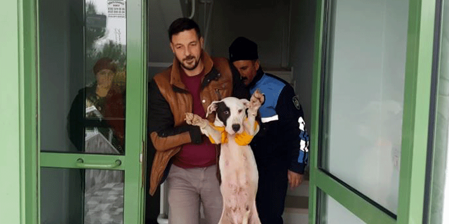 Yaralı köpeğe Büyükşehir sahip çıktı