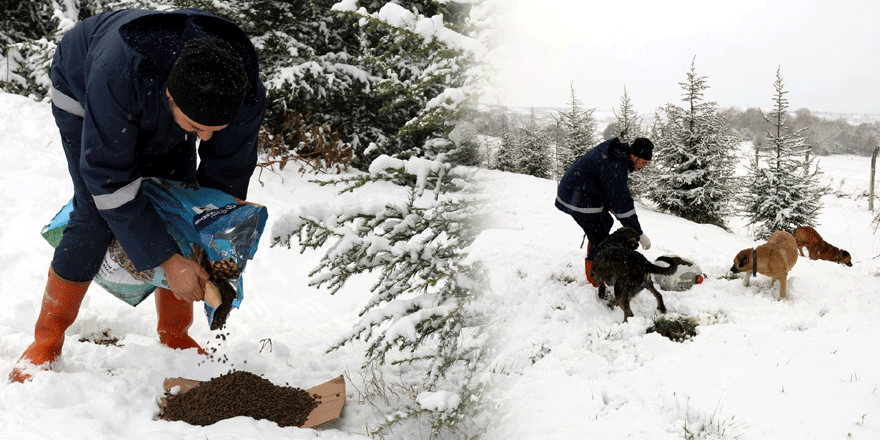 Sokak hayvanları aç bırakılmadı