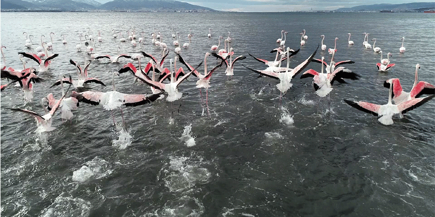 İzmit Körfezi'ne flamingo akını