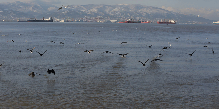 Kocaeli kuşların yeni cenneti