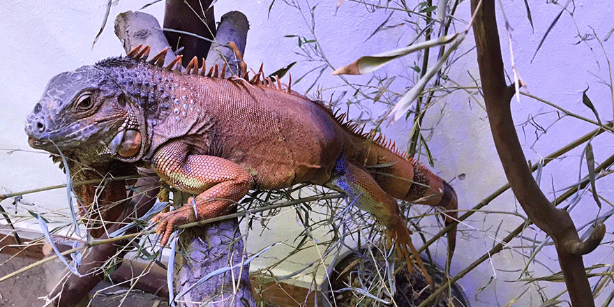 Terkedilen iguanaya Ormanya sahip çıktı