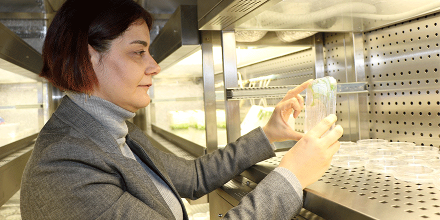 Bal bilimsel takipte