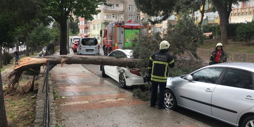 Ağaç otomobillerin üzerine devrildi