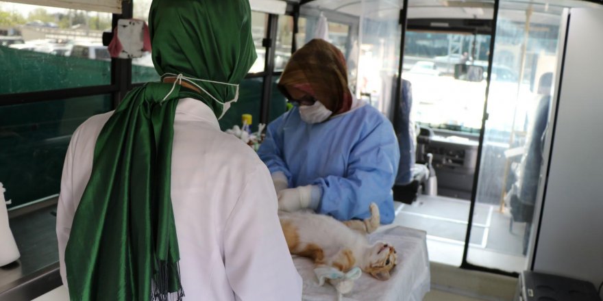 256 hayvana müdahalede bulunuldu