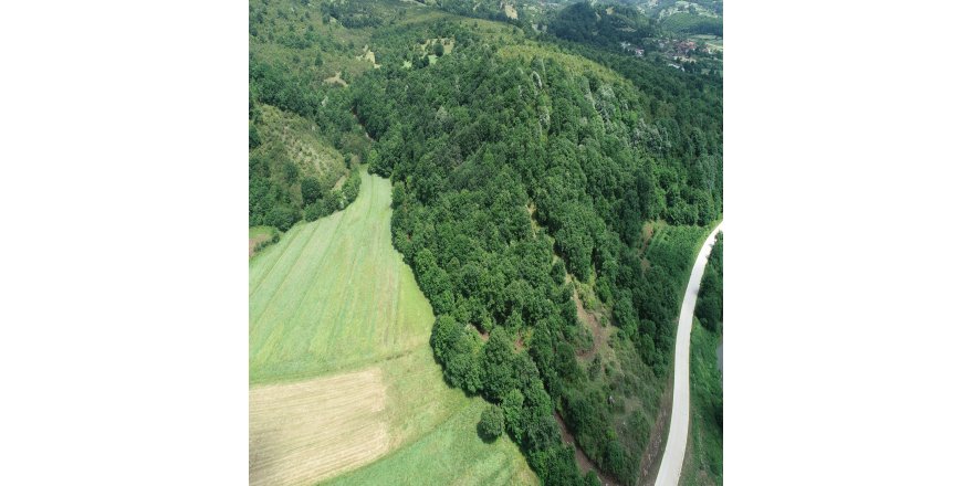 Taş ocağı için 5 bin ağaç kesilecek