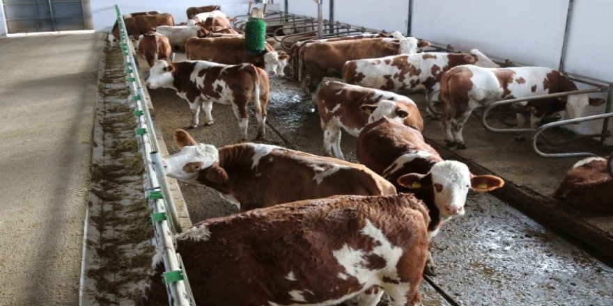 Hayvan besiciliği yasaklanıyor