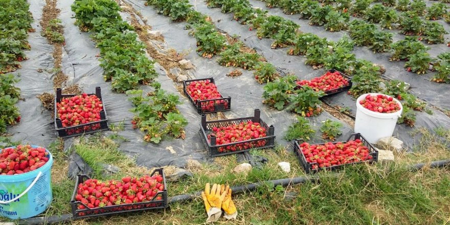 KOCAELİ:  Çiftçiye  Çilek ve Kivi bahçesi desteği