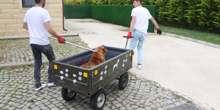 Sokak köpeklerine sağlık denetimleri