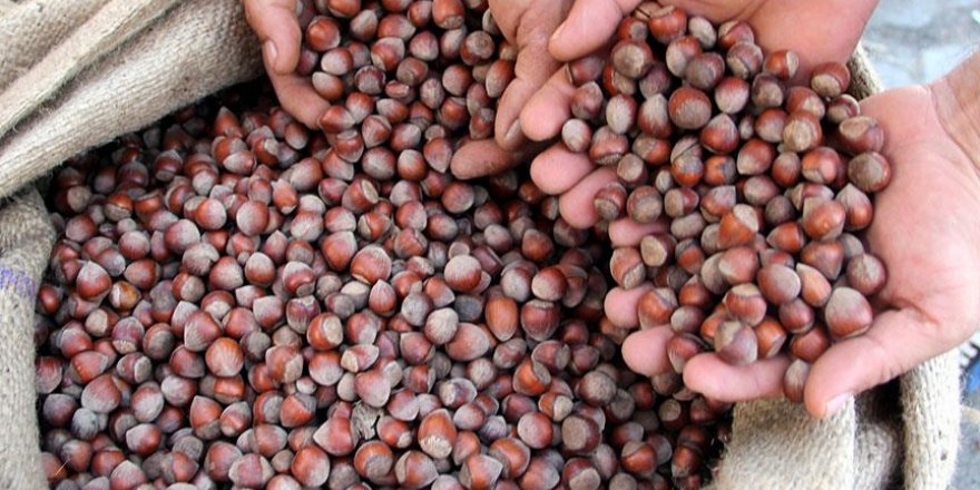 TÜİK VERİLERİNE GÖRE: Kocaeli’de en çok fındık üretildi