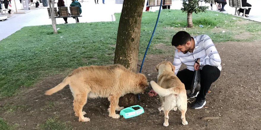Ülkü Ocakları’ndan sokak  hayvanları çalışması