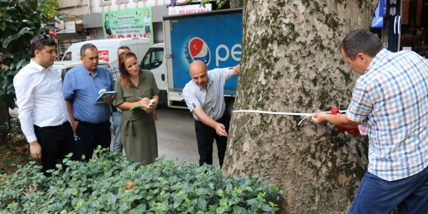 Yürüyüş Yolu’ndaki asırlık çınarlar tedavi edilecek