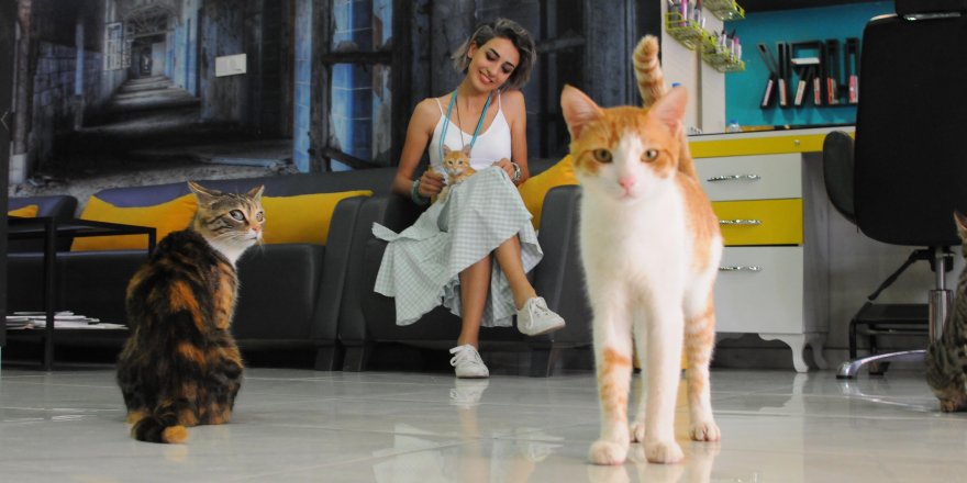 Kuaföründe 15 kedi ile birlikte çalışıyor
