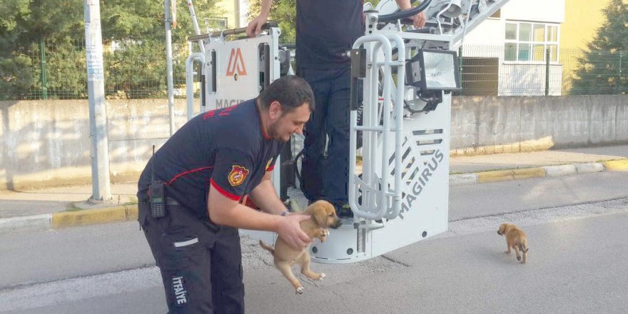 Çatıya çıkan yavru köpekler kurtarıldı