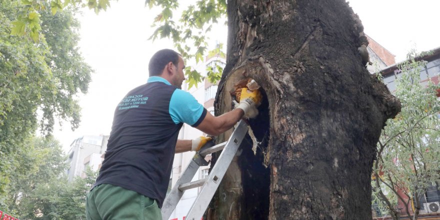 Ağaçların tedavisine devam ediliyor
