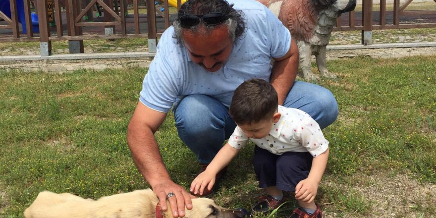 11 bin 150 sokak hayvanı tedavi edildi