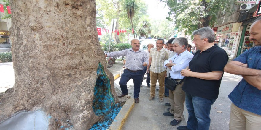 Akademisyenler ağaçları inceledi