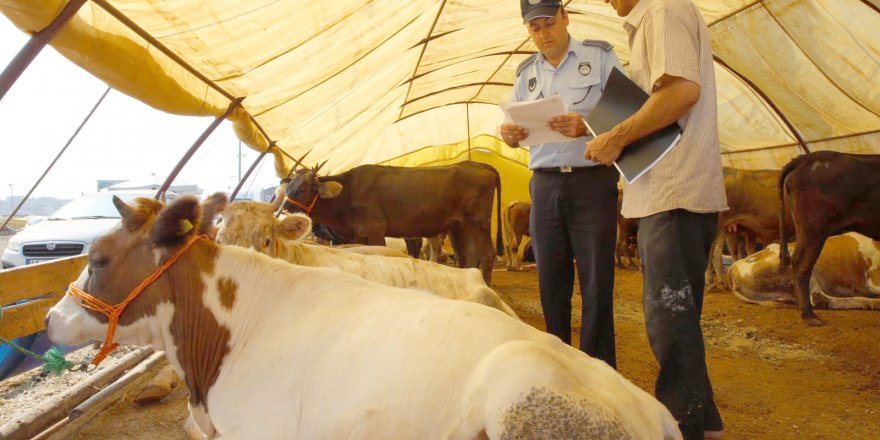 DARICA: Kurban satışları sürüyor