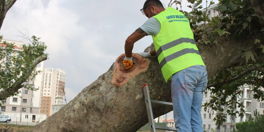 Asırlık çınarlar bakıma alındı