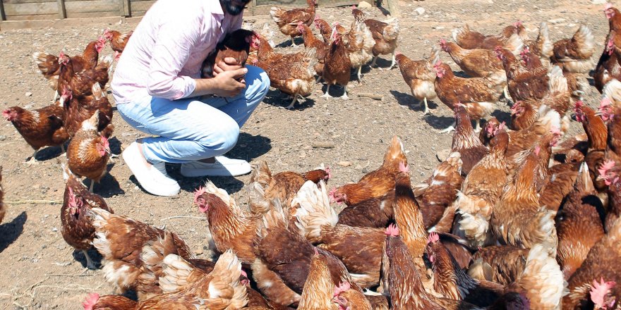 Hobi olarak başladı, tavuk çiftliği kurdu