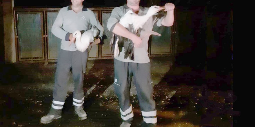 SEDAŞ’ın leylek hassasiyeti