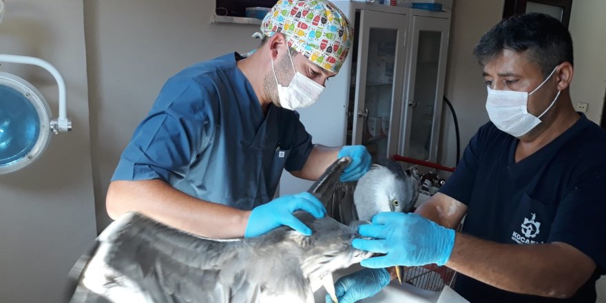 Yaralı kuşlar güven altında