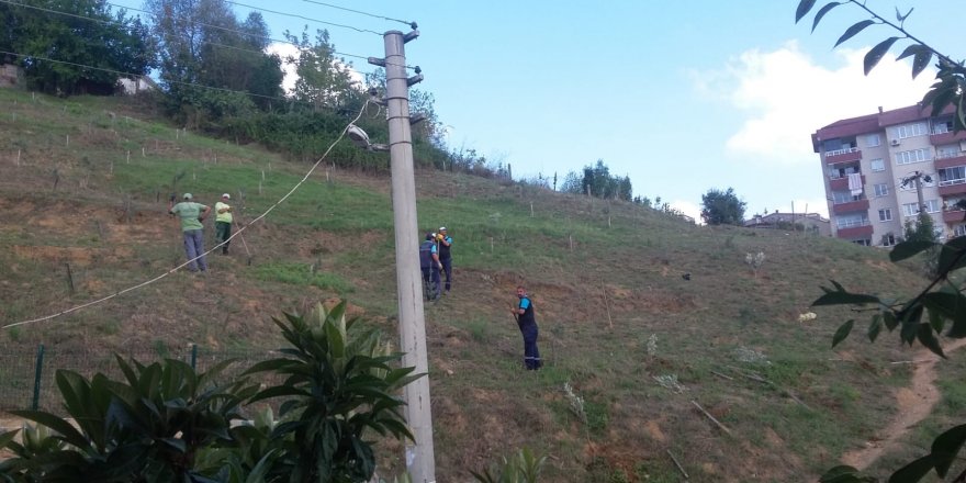 Büyükşehir diktiği ağaçları söktü