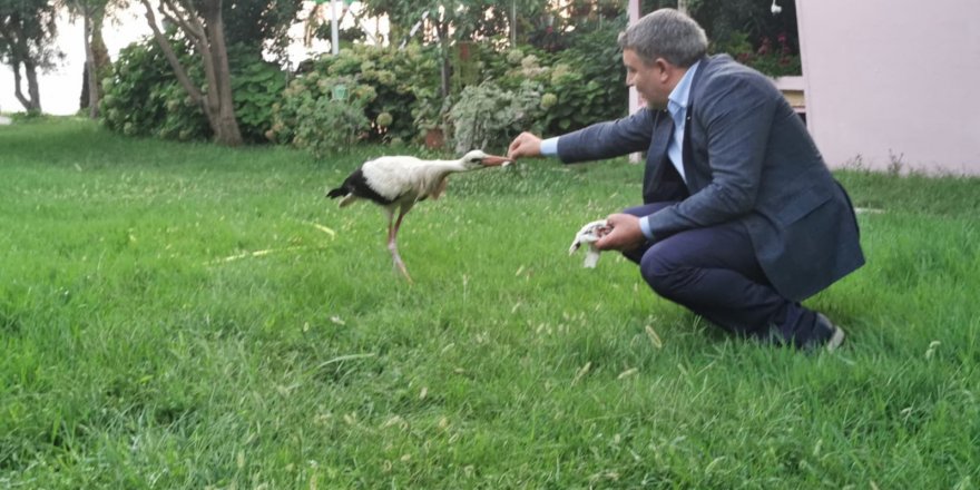 Sürüden ayrılan leyleğe Başkan Şayir sahip çıktı