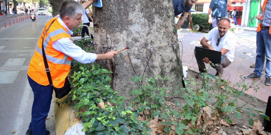 Asırlık çınarların röntgeni çekiliyor