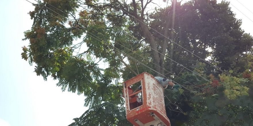 Kaliteli enerji için budamaya devam