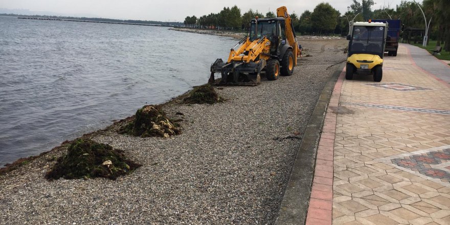 53 ton yosun toplanıyor