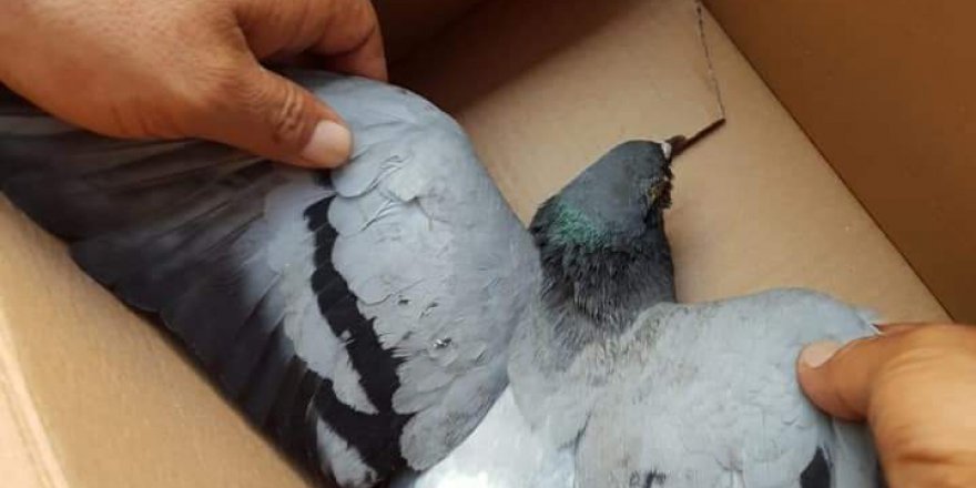 Yaralı güvercini veterinere götürdü