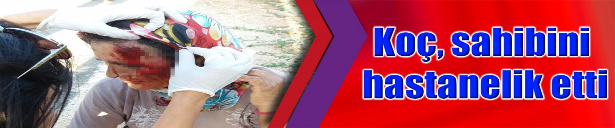 Koç, sahibini hastanelik etti