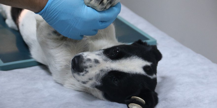 Büyükşehir sahip çıktı