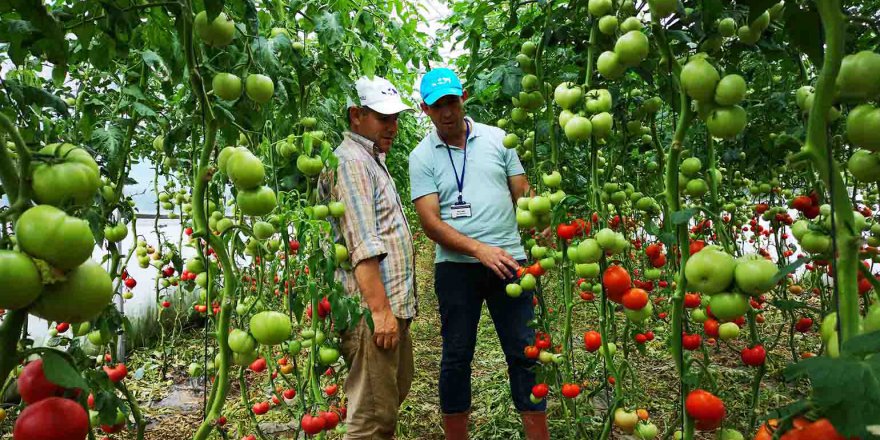 Çiftçilere yüzde 50 hibeli sera desteği