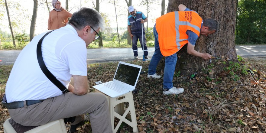Anıt ağaçlara tedavi için rapor hazırlanıyor